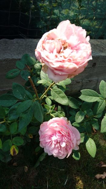  - Gradina august 2017