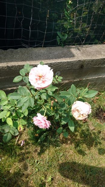  - Gradina august 2017