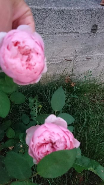  - Gradina august 2017