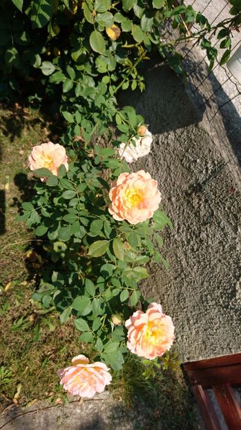  - Gradina august 2017