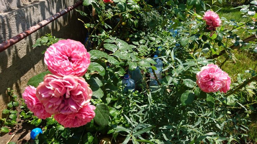  - Gradina august 2017