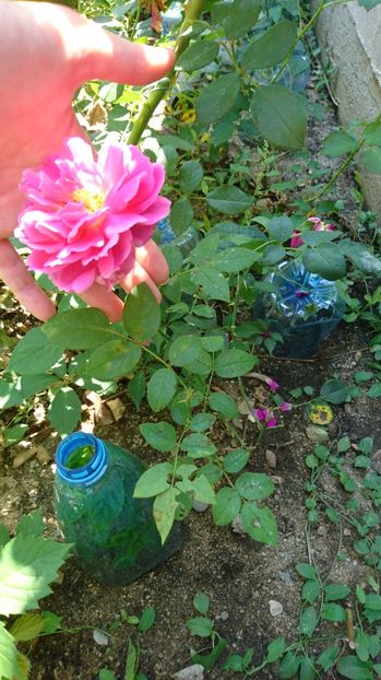  - Gradina august 2017