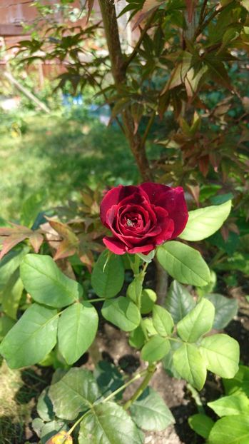  - Gradina august 2017