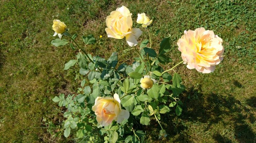  - Gradina august 2017