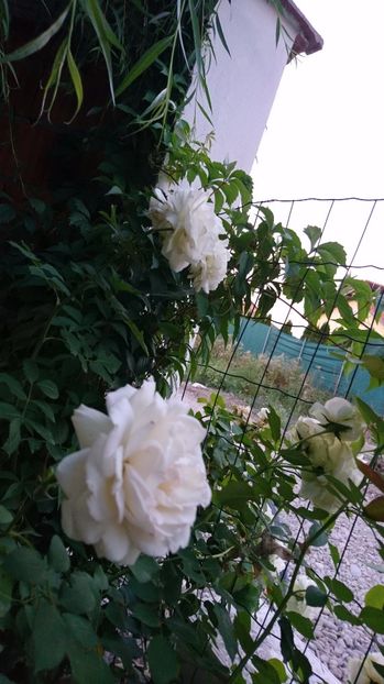  - Gradina august 2017