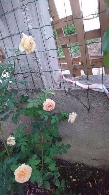  - Gradina august 2017