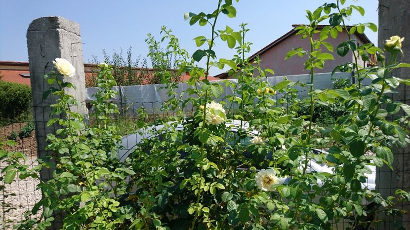  - Gradina august 2017