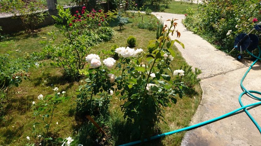  - Gradina august 2017