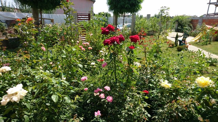  - Gradina august 2017