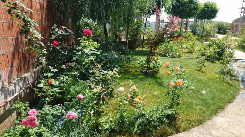  - Gradina august 2017