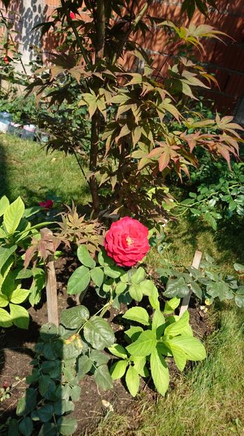  - Gradina august 2017