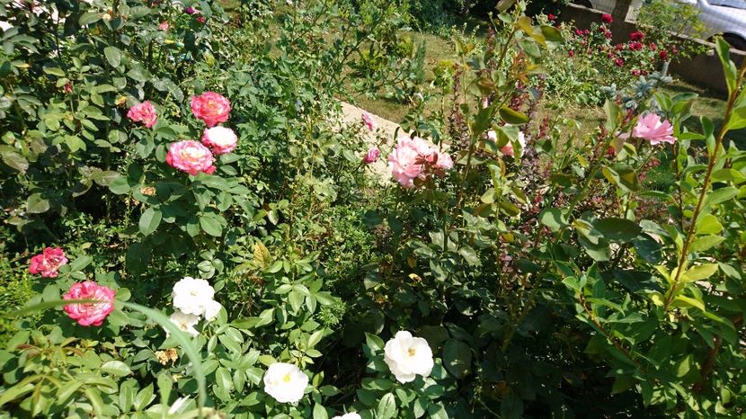  - Gradina august 2017