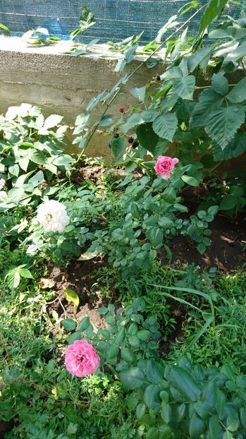  - Gradina august 2017
