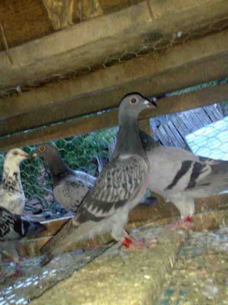 218 - X-Porumbei vinduti