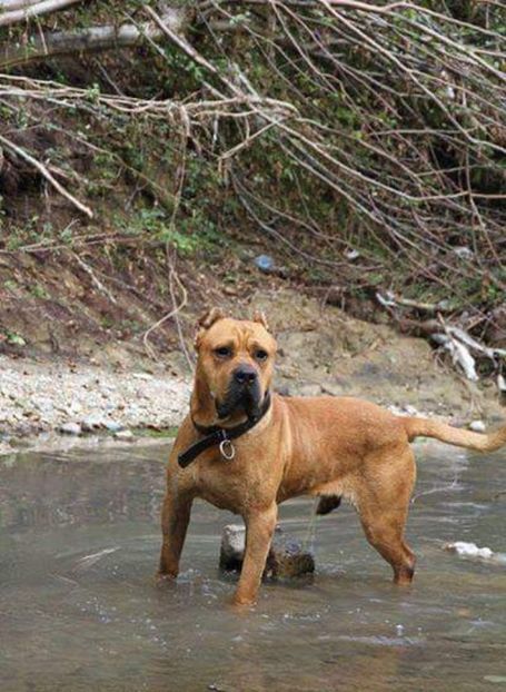  - Vandut Canisa De Casa Dragnuta Mascul Monta Dogo Canario Monta Presa Canario cu pedigree Giurgiu