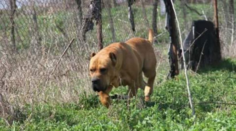  - Vandut Canisa De Casa Dragnuta Mascul Monta Dogo Canario Monta Presa Canario cu pedigree Giurgiu