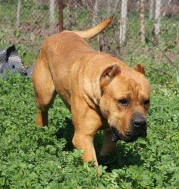  - Vandut Canisa De Casa Dragnuta Mascul Monta Dogo Canario Monta Presa Canario cu pedigree Giurgiu