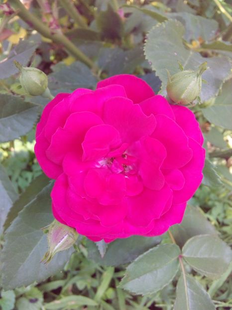  - TRANDAFIRI 2017_2018