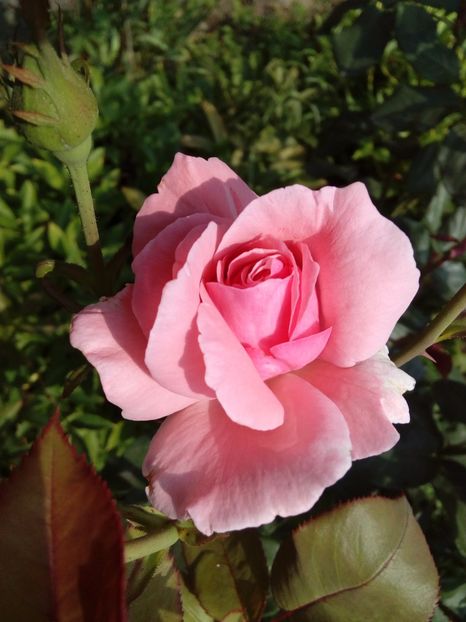  - TRANDAFIRI 2017_2018