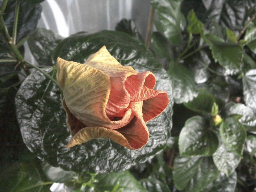 WIN_20170809_070537 - Tahitian Purple Passion