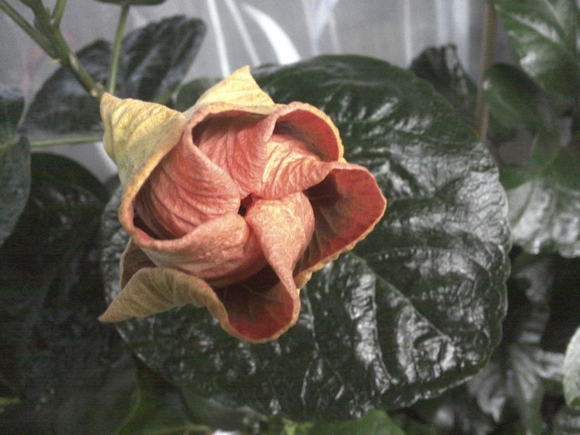 WIN_20170809_070543 - Tahitian Purple Passion