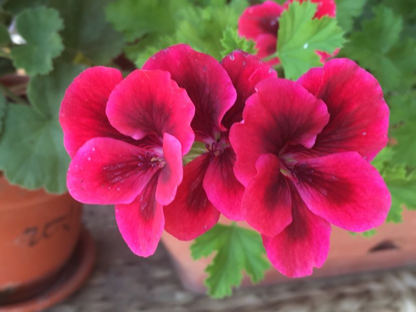  - Florile mamei 2017