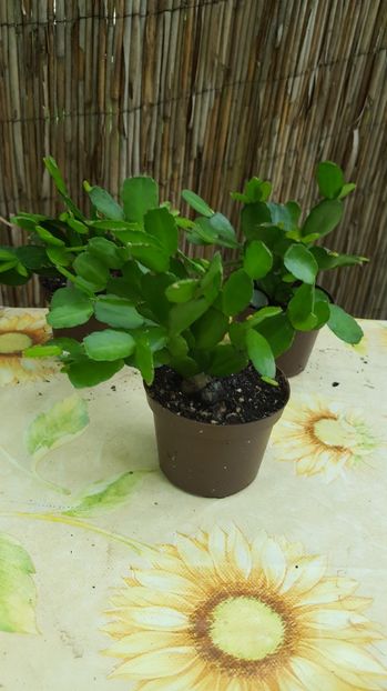  - Rhipsalidopsis alb