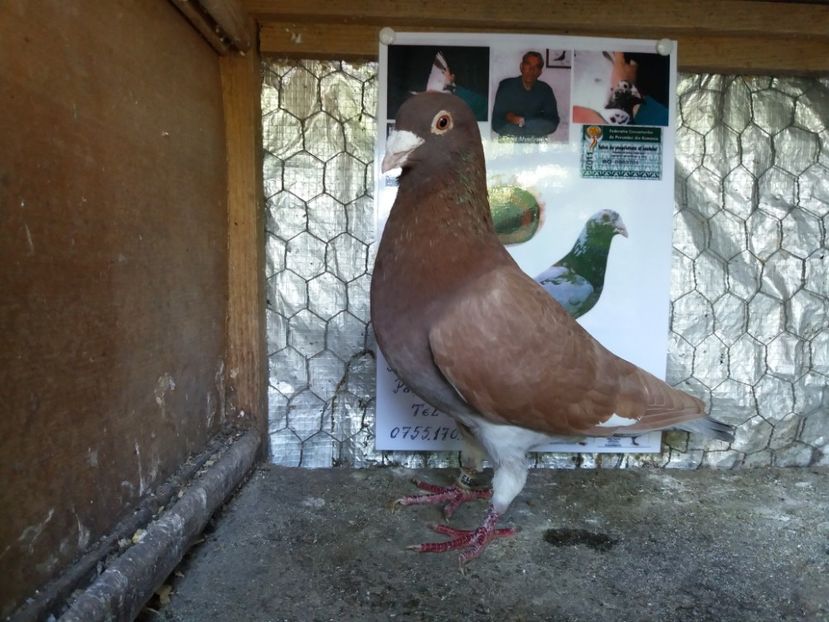  - Meulemans de vanzare