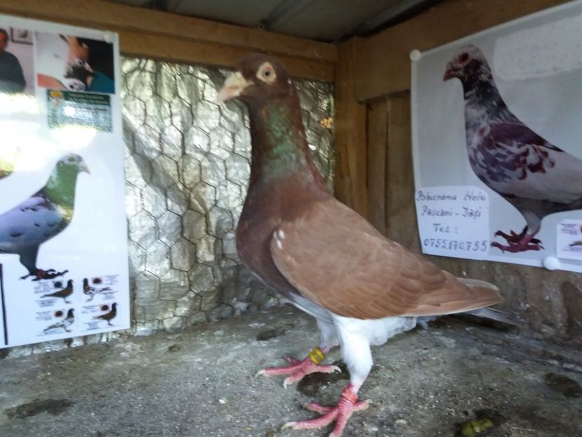 Masc Belg-150 lei - Meulemans de vanzare