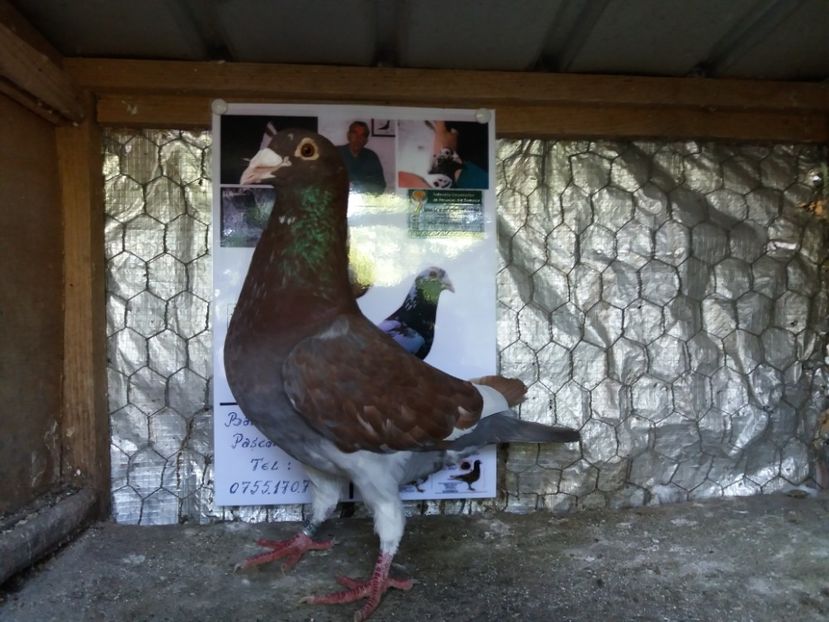  - Meulemans de vanzare