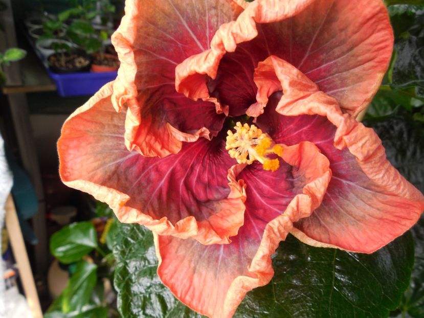  - Tahitian Purple Passion