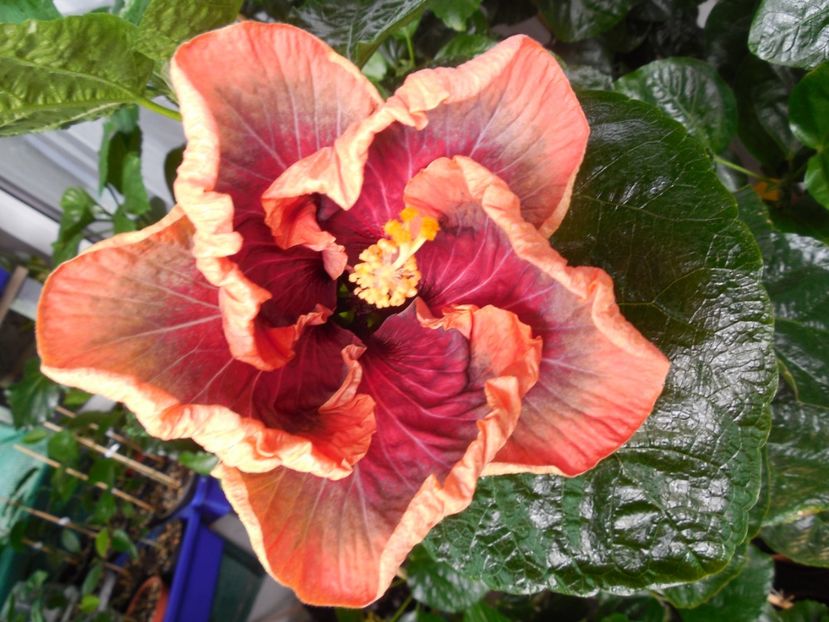  - Tahitian Purple Passion