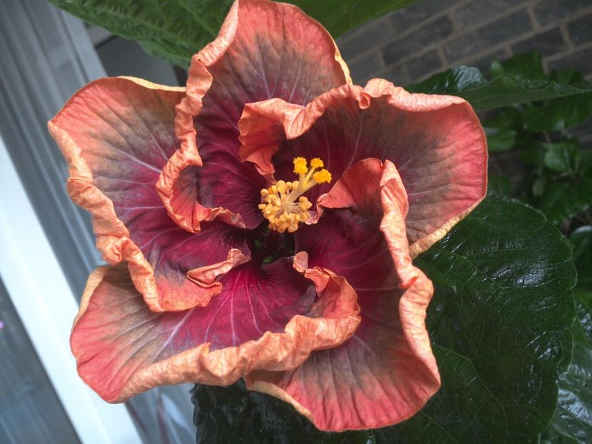 WIN_20170809_102315 - Tahitian Purple Passion