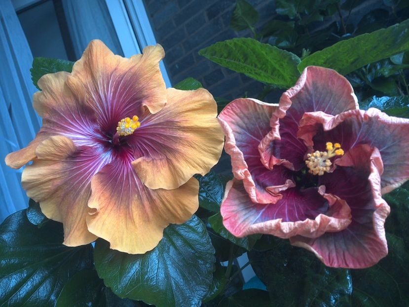 WIN_20170809_102535 - 03Hibiscus