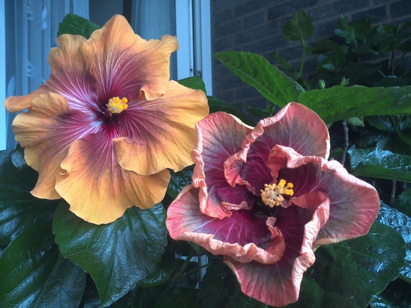 WIN_20170809_102542 - 03Hibiscus