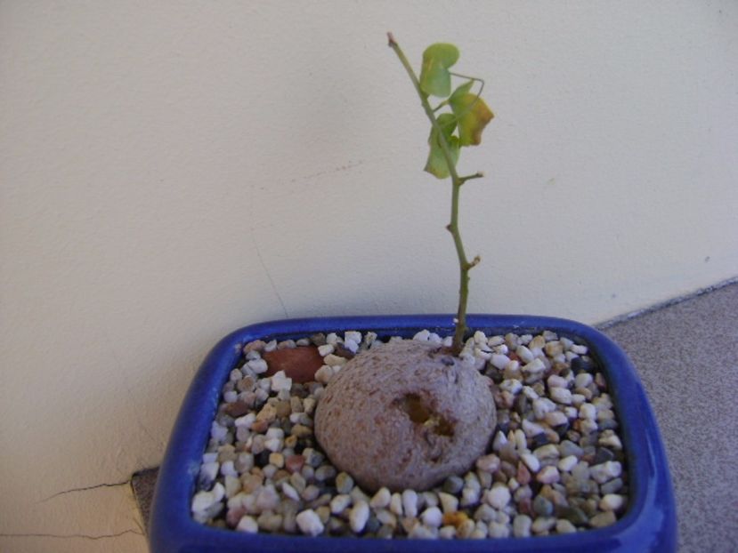 Dioscorea elephantipes ciugulita de pasari - Caudiciforme si bulbi 2017