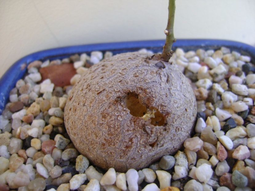 Dioscorea elephantipes ciugulita de pasari - Caudiciforme si bulbi 2017
