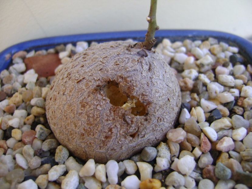 Dioscorea elephantipes ciugulita de pasari - Caudiciforme si bulbi 2017