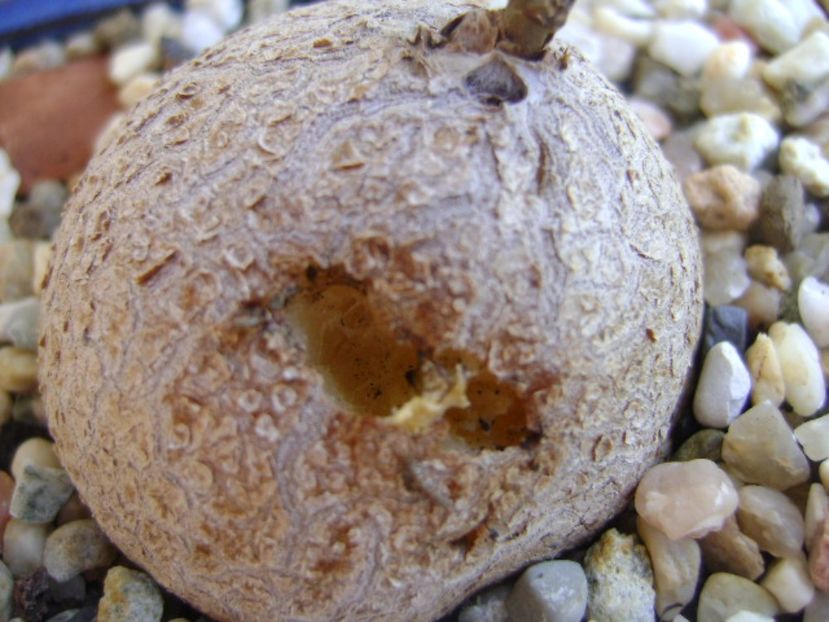 Dioscorea elephantipes ciugulita de pasari - Caudiciforme si bulbi 2017