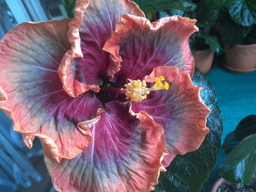 WIN_20170809_105939 - Tahitian Purple Passion