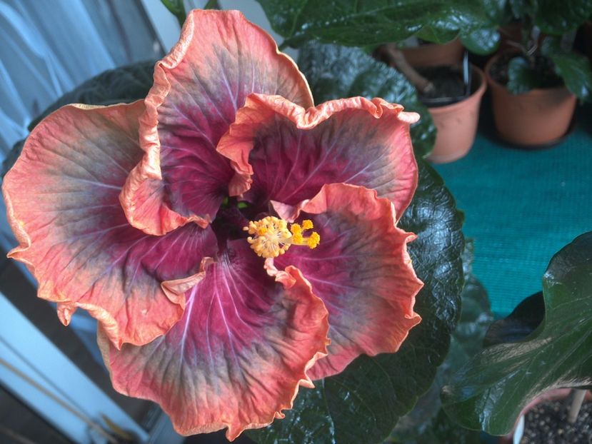 WIN_20170809_105941 - Tahitian Purple Passion