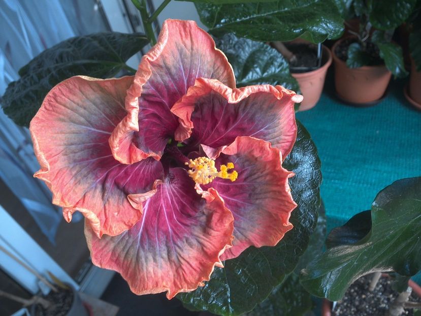 WIN_20170809_105943 - Tahitian Purple Passion