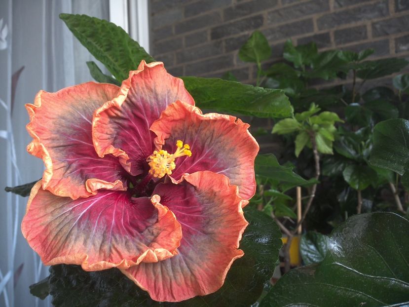 WIN_20170809_110004 - Tahitian Purple Passion