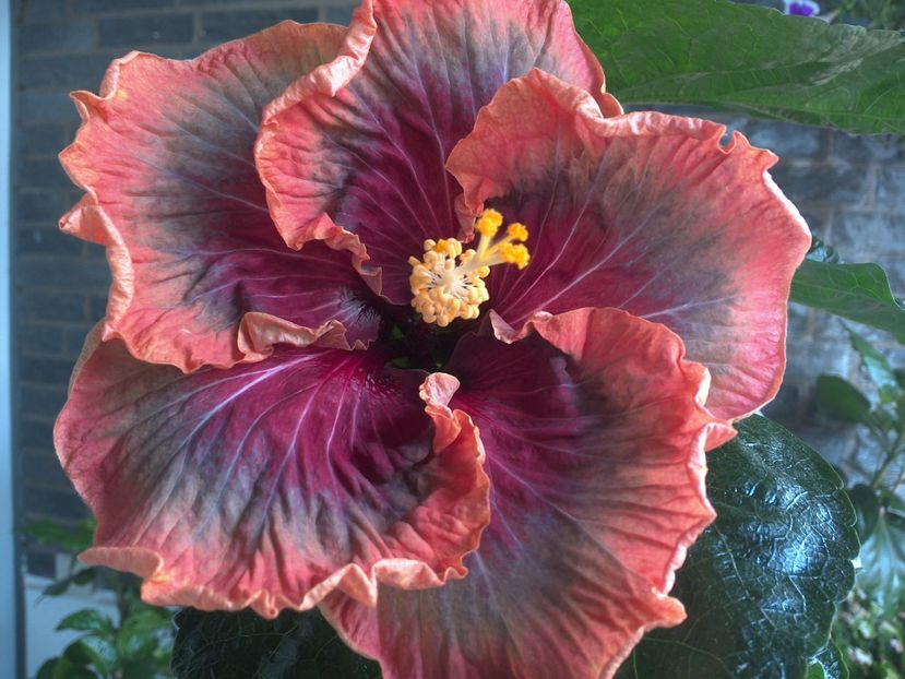 WIN_20170809_110039 - Tahitian Purple Passion