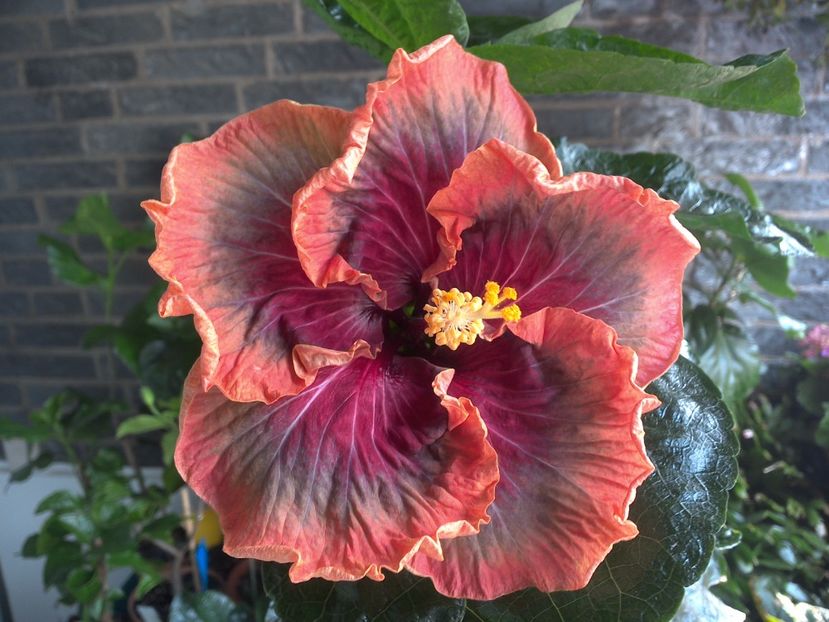 WIN_20170809_110042 - Tahitian Purple Passion