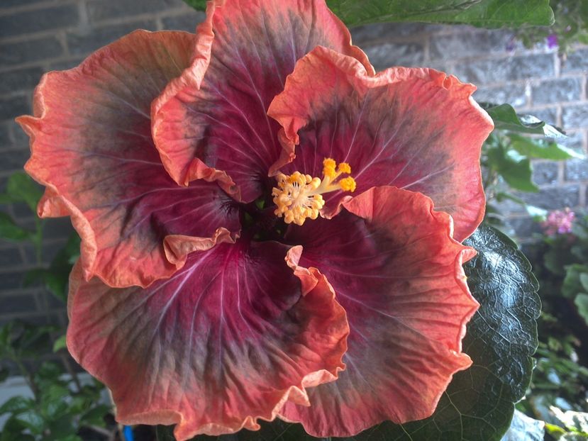 WIN_20170809_110047 - Tahitian Purple Passion