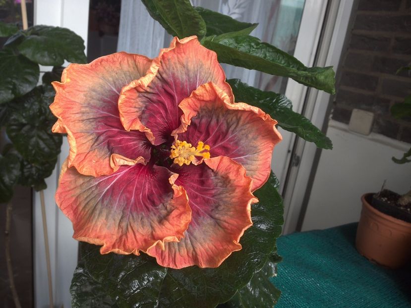 WIN_20170809_111133 - Tahitian Purple Passion