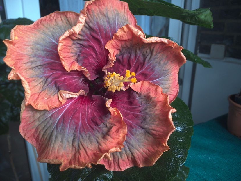 WIN_20170809_111144 - Tahitian Purple Passion