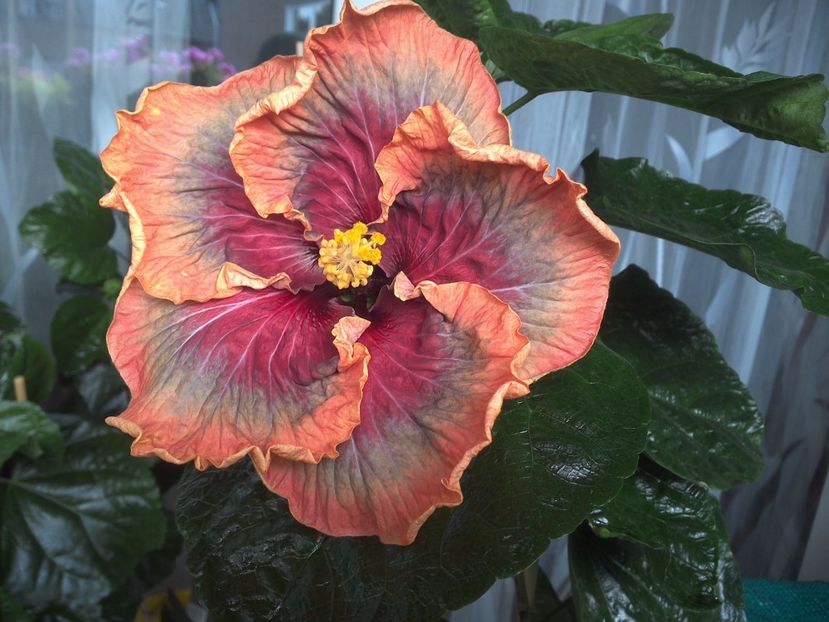 WIN_20170809_111153 - Tahitian Purple Passion