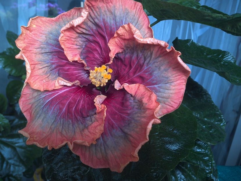 WIN_20170809_111154 - Tahitian Purple Passion